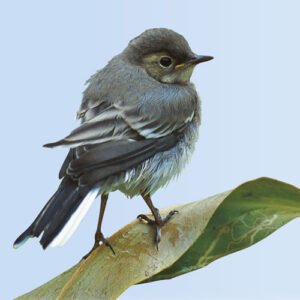 The Pied Wagtail