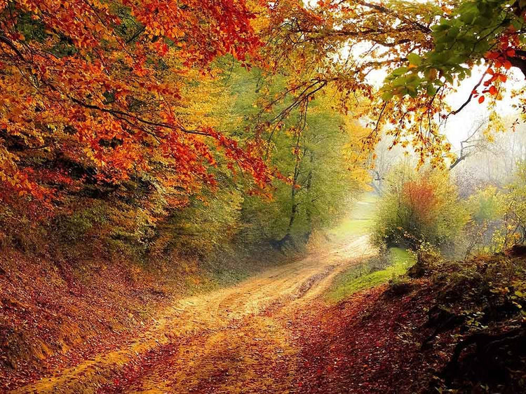 Autumn Recipe Collection