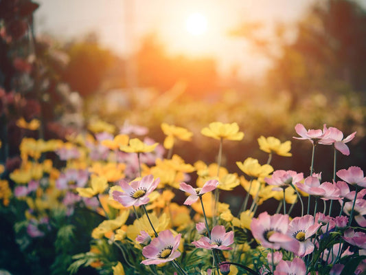 Make the most of your garden