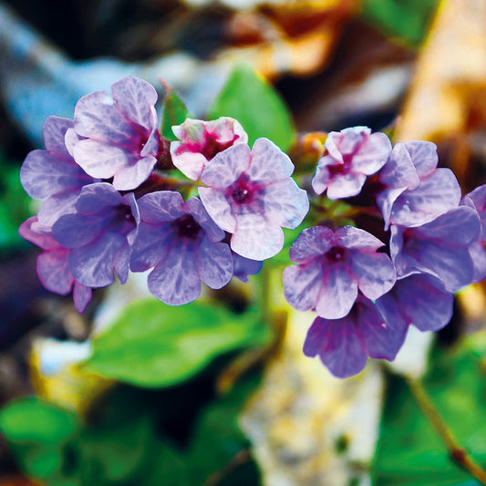 Gardening in the Shade - 10 Plants Suited to a Shady Garden.