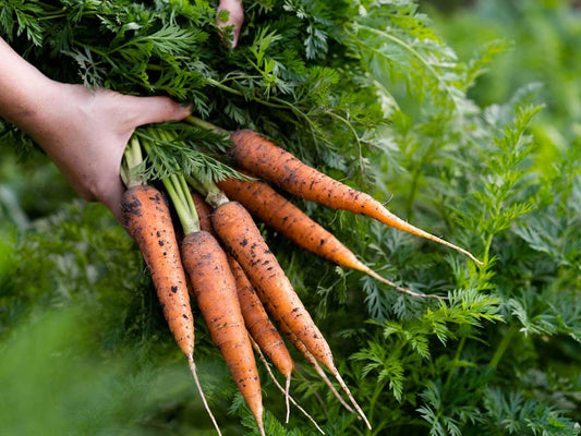 How to grow carrots|Carrots|Harvesting carrots