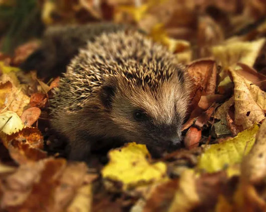 Embrace Nature With The Wildlife Trust’s 30 Days Wild!