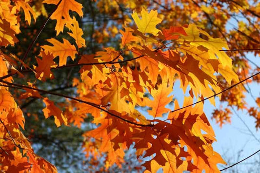 Oak Apple Day