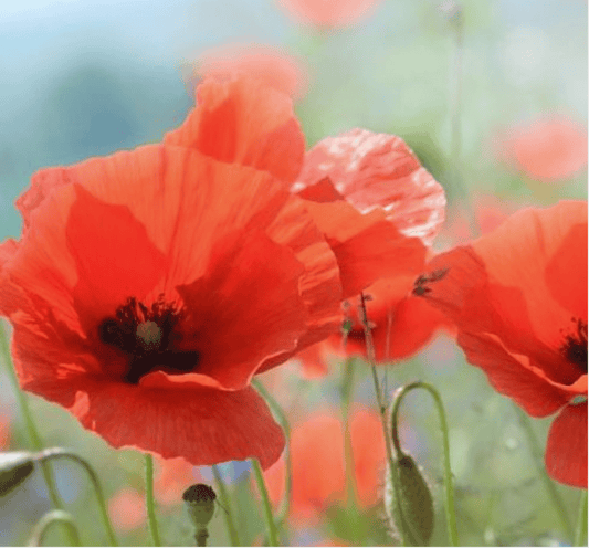 Poppy Biscuits to Commemorate Remembrance Day