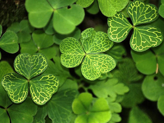 Three delicious bakes to celebrate St Patrick's Day!