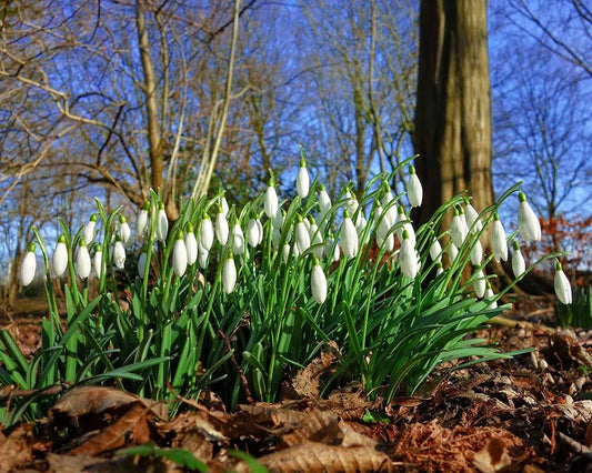 Discover the Best British Gardens to See Snowdrops | A Winter Wonderland