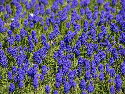The Fragrant Garden