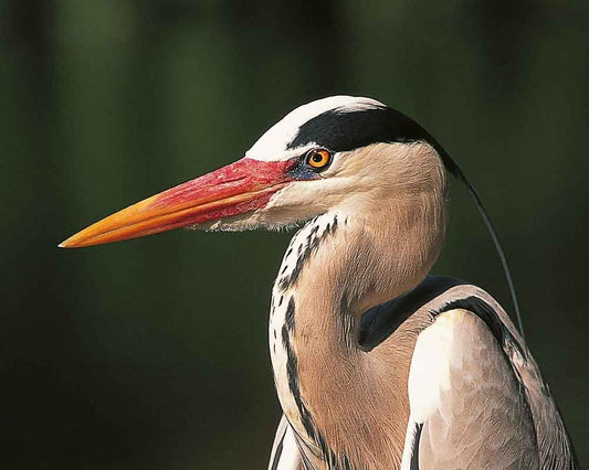 The Grey Heron