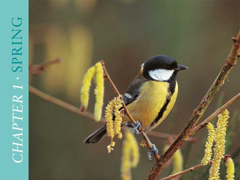 Favourite-Garden-Birds-in-Spring Favourite Garden Birds in Spring