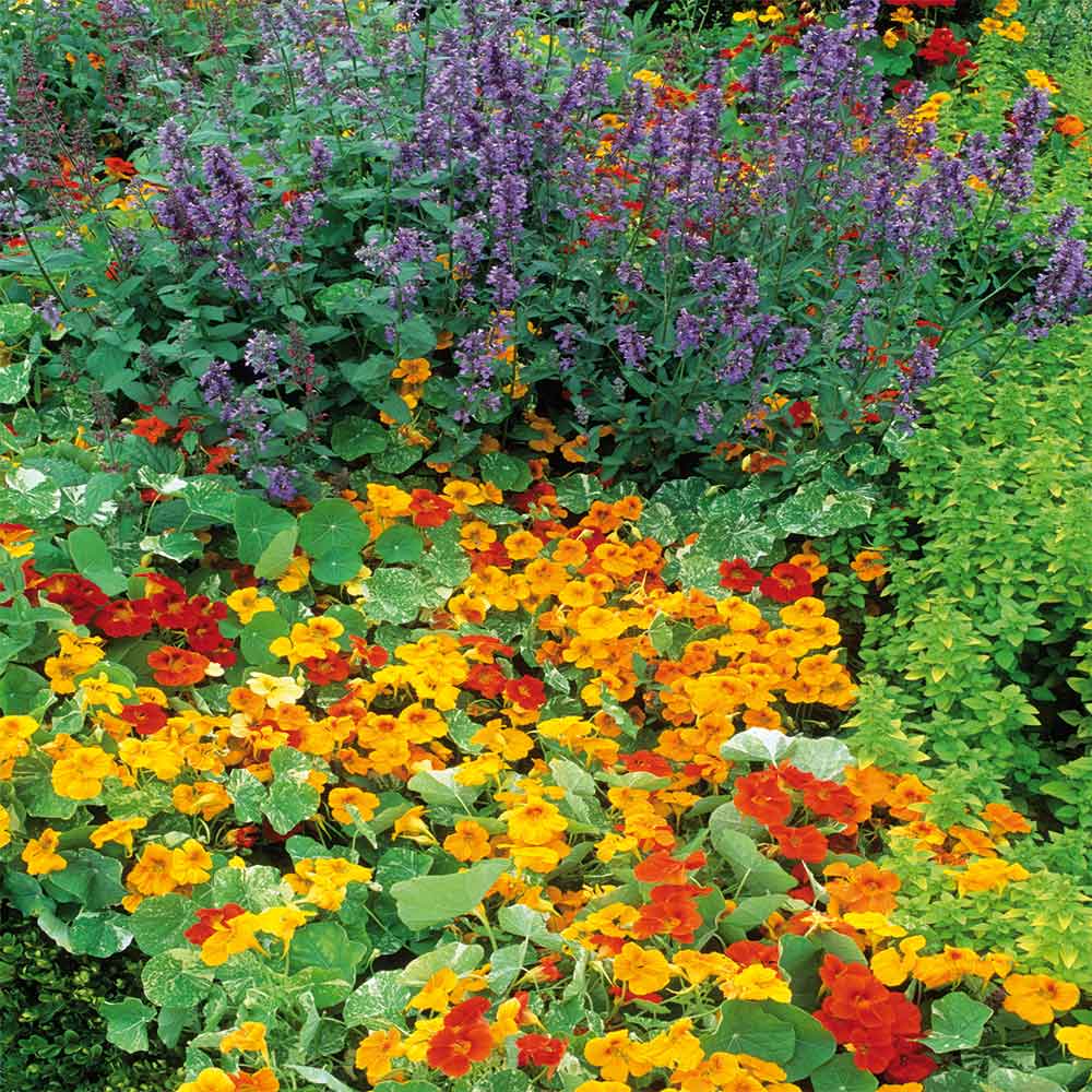 Gardening For Colour Throughout The, Year Round Perennial Garden Plan Uk