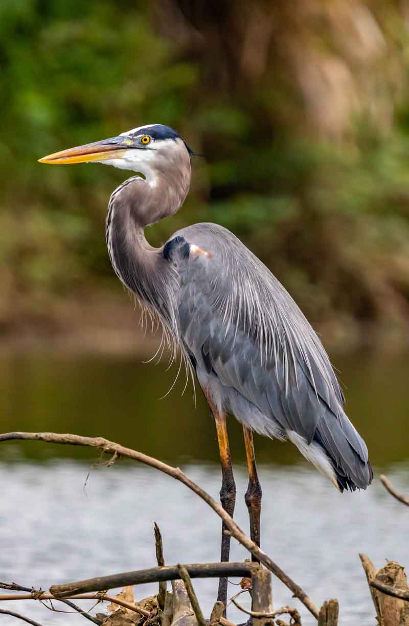 Where to look for ehe Grey Heron
