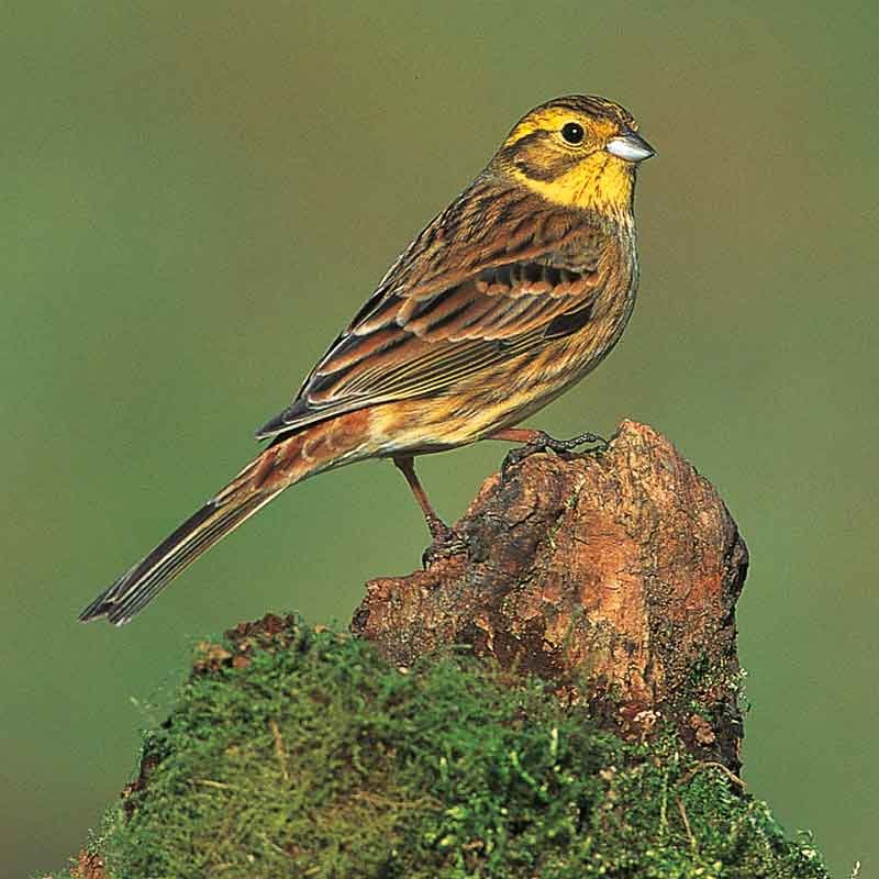 The-Yellowham-female The Yellowhammer female