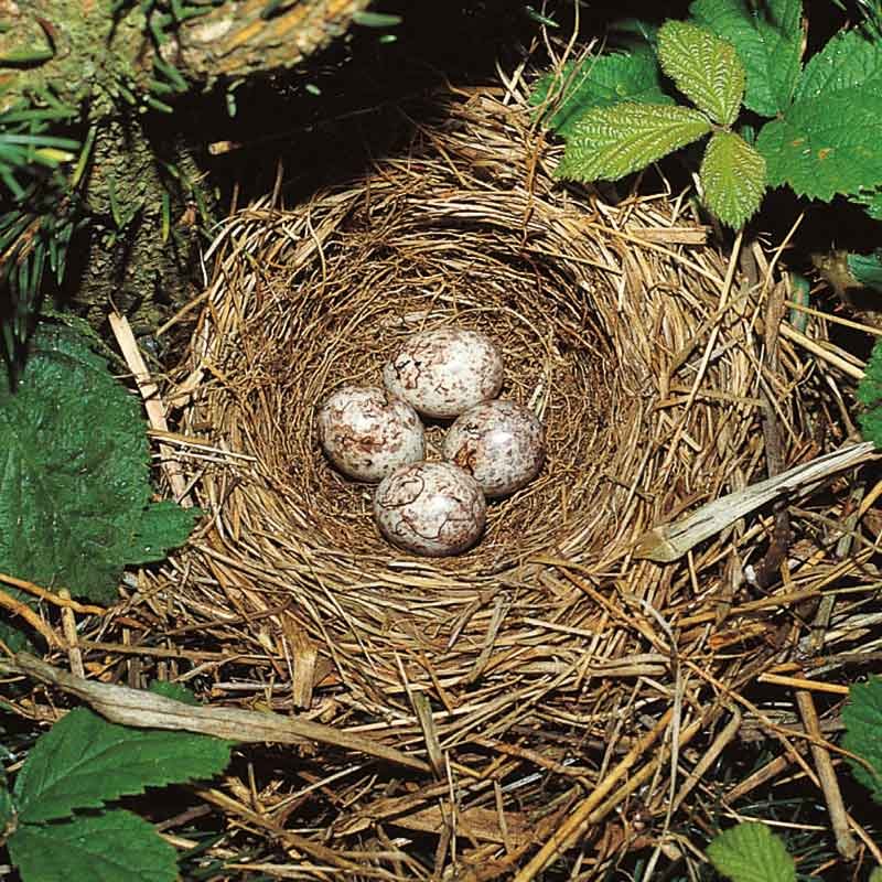 The-Yellowhammer-eggs-in-nest The Yellowhammer marbled eggs