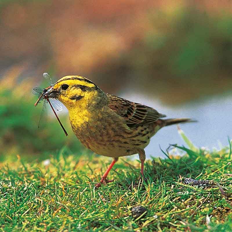 The-Yellowhammer-feeding The Yellowhammer feeding