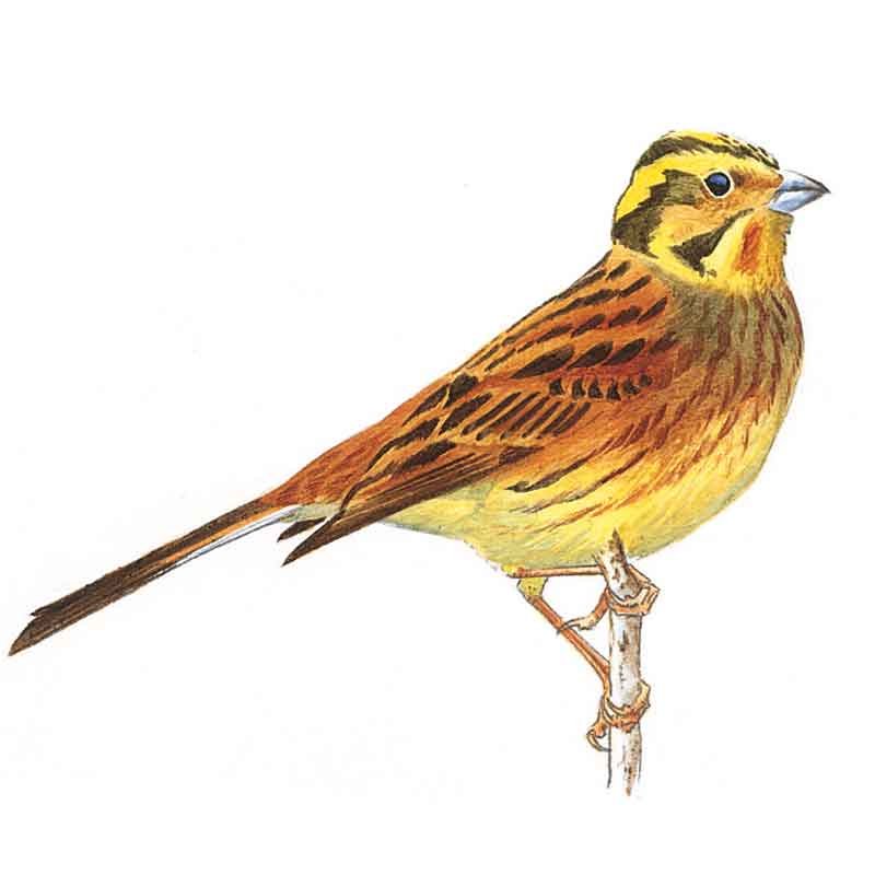 The-Yellowhammer-male-in-winter-art Yellowhammer male in winter