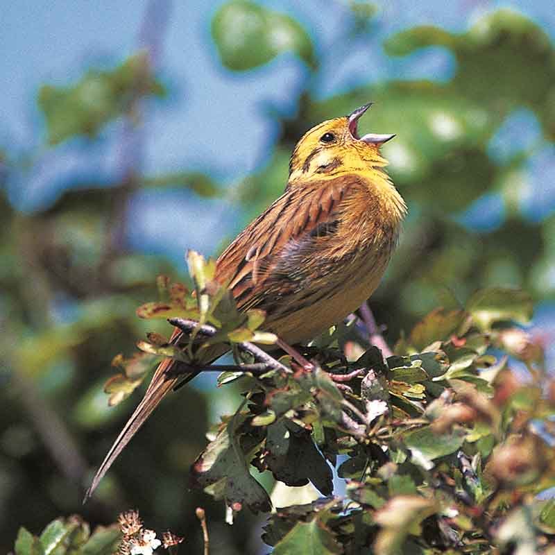 The-Yellowhammer-singing The Yellowhammer singing