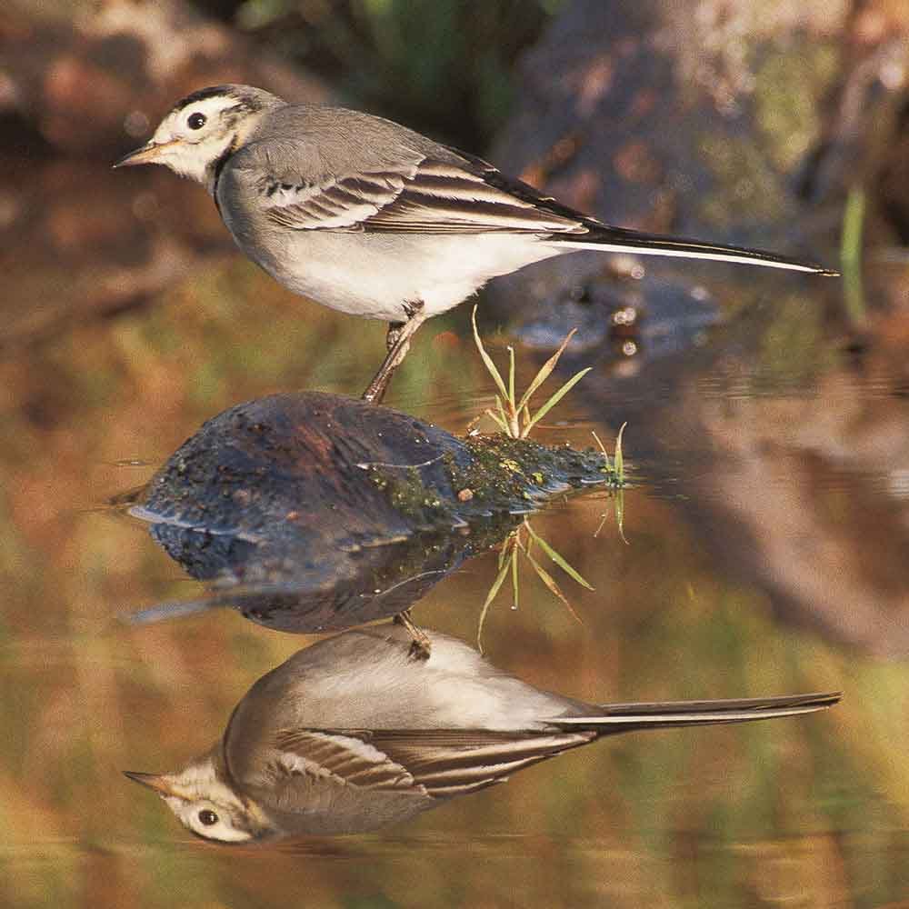 The-Pied-Wagtail-juvenile The Pied Wagtail