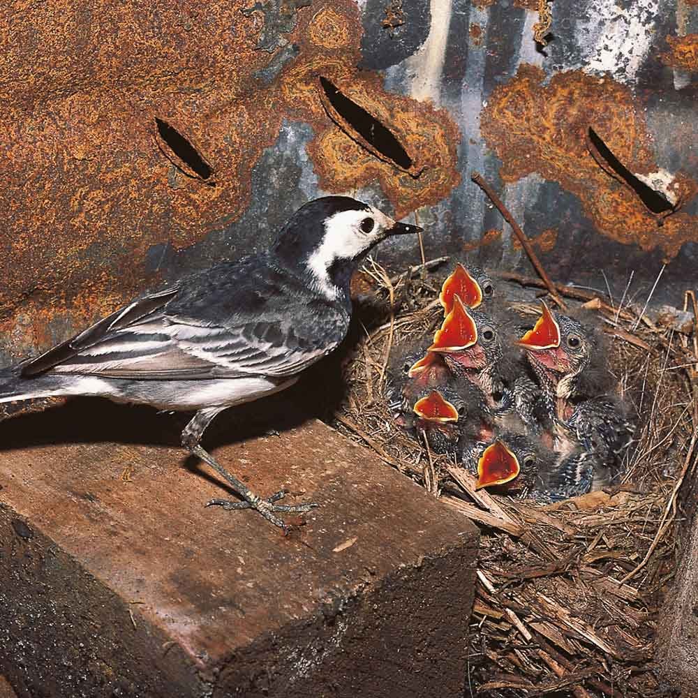 The-Pied-Wagtail-nest The Pied Wagtail