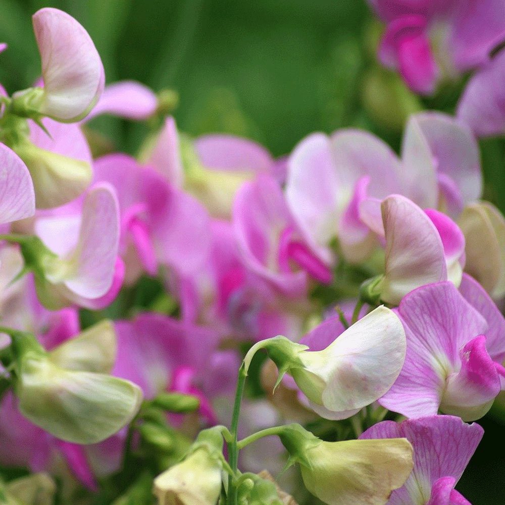 Sweet Pea Flowers Sweet Pea Flowers