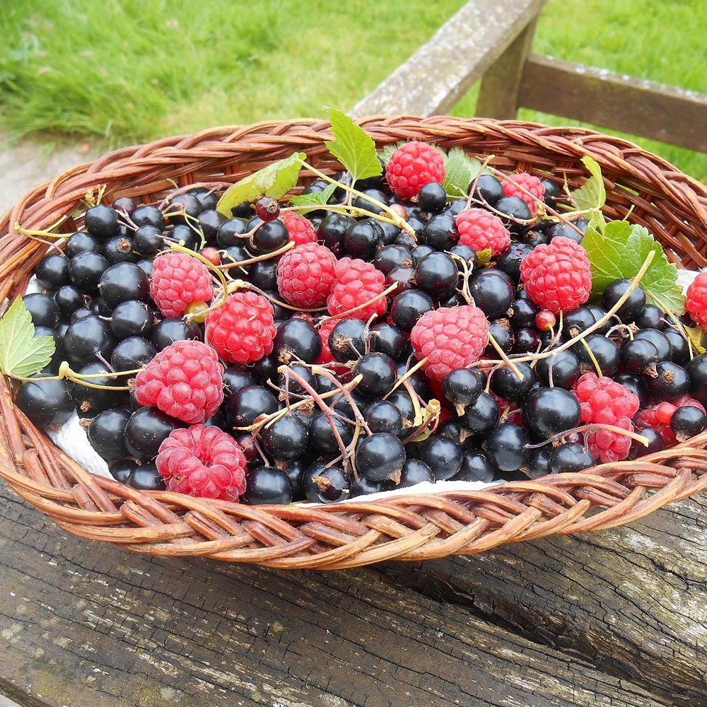 basket of berries basket of berries